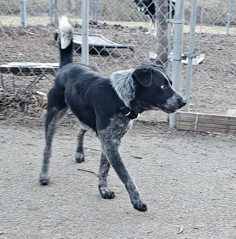 An adult medium-sized male Cattle Dog dog named Bluey for adoption in Ringwood, NJ