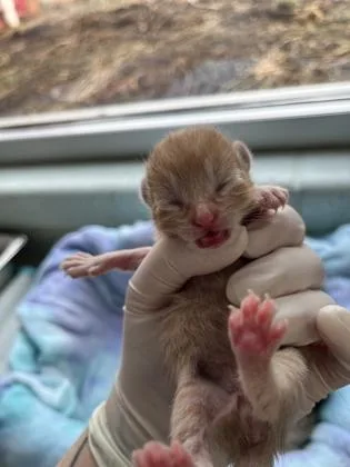 Sweet Potato thumbnail 2