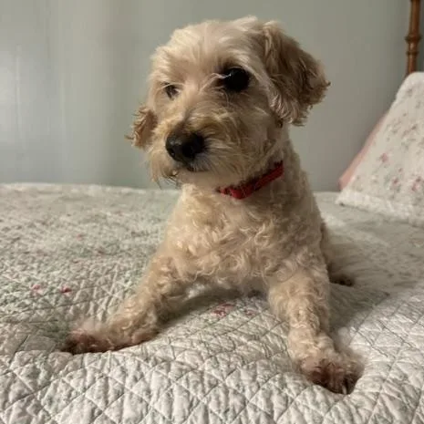 Floof thumbnail 2