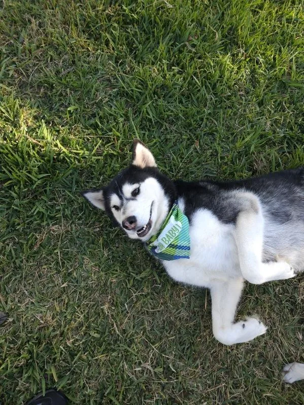 An adult medium-sized male Siberian Husky dog named Mufasa for adoption in Sumter, SC