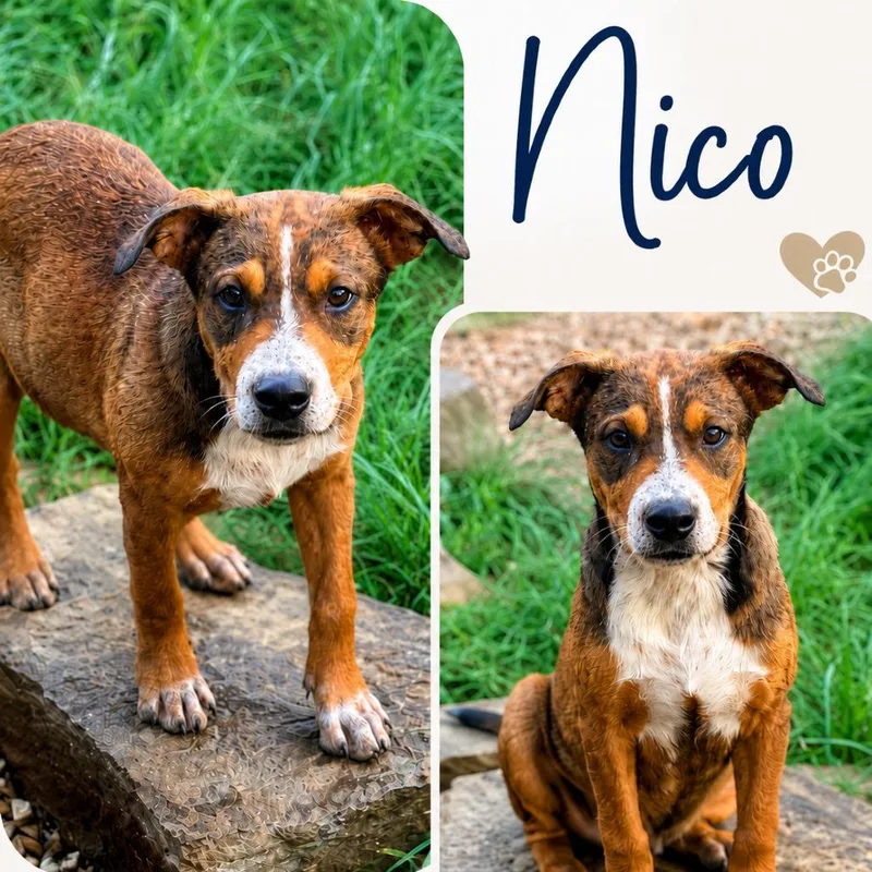 Nico thumbnail 4