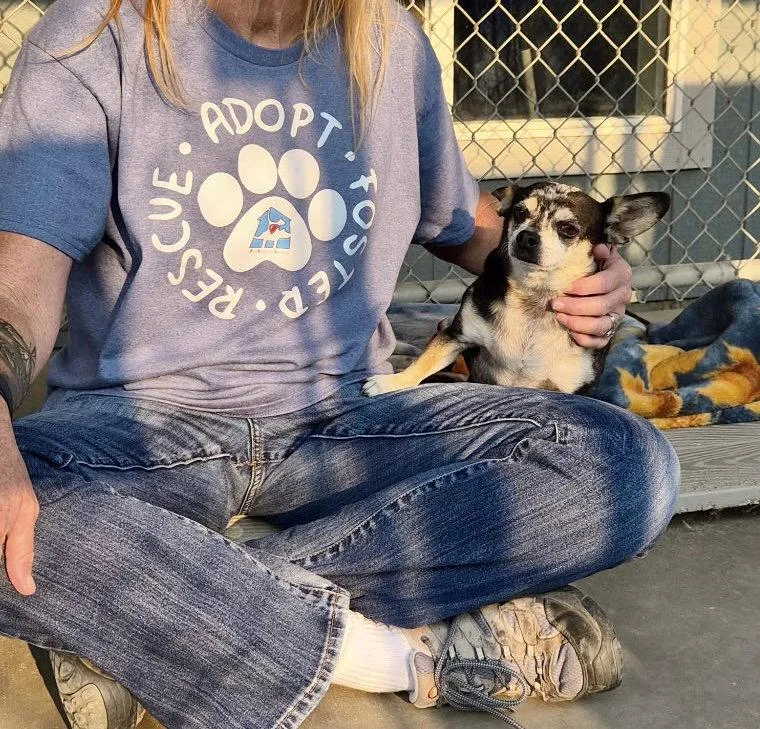 An adult medium-sized male Chihuahua dog named Rueben for adoption in Emmett, ID