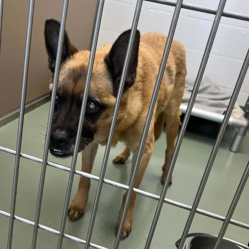 A senior small-sized male Brown / Chocolate Terrier dog named "Alexander" for adoption in Verona, VA