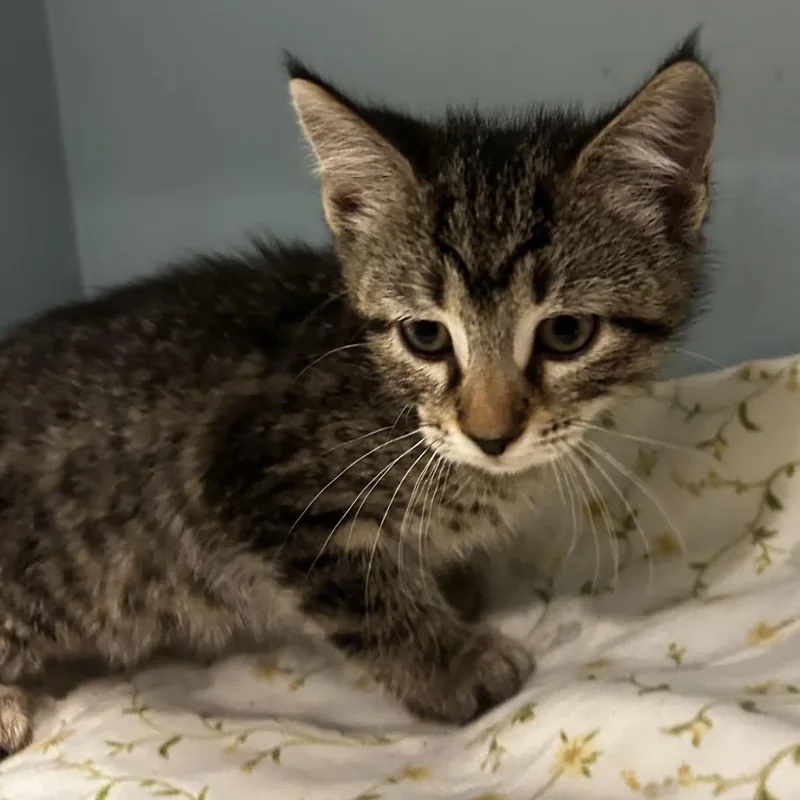 A baby small-sized female Gray / Blue / Silver Domestic Short Hair cat named Glimmer for adoption in Chattanooga, TN