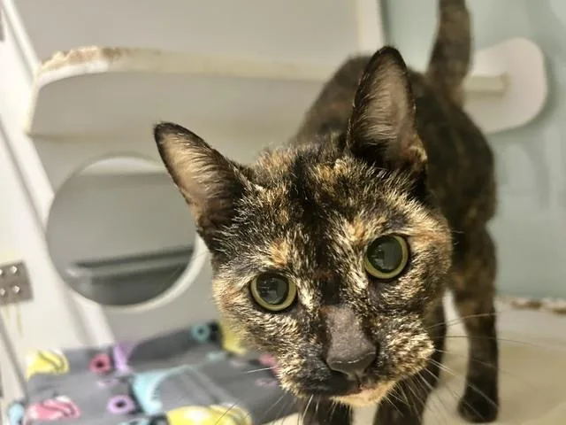 An adult medium-sized female Domestic Short Hair cat named Kahlua for adoption in Muskegon, MI