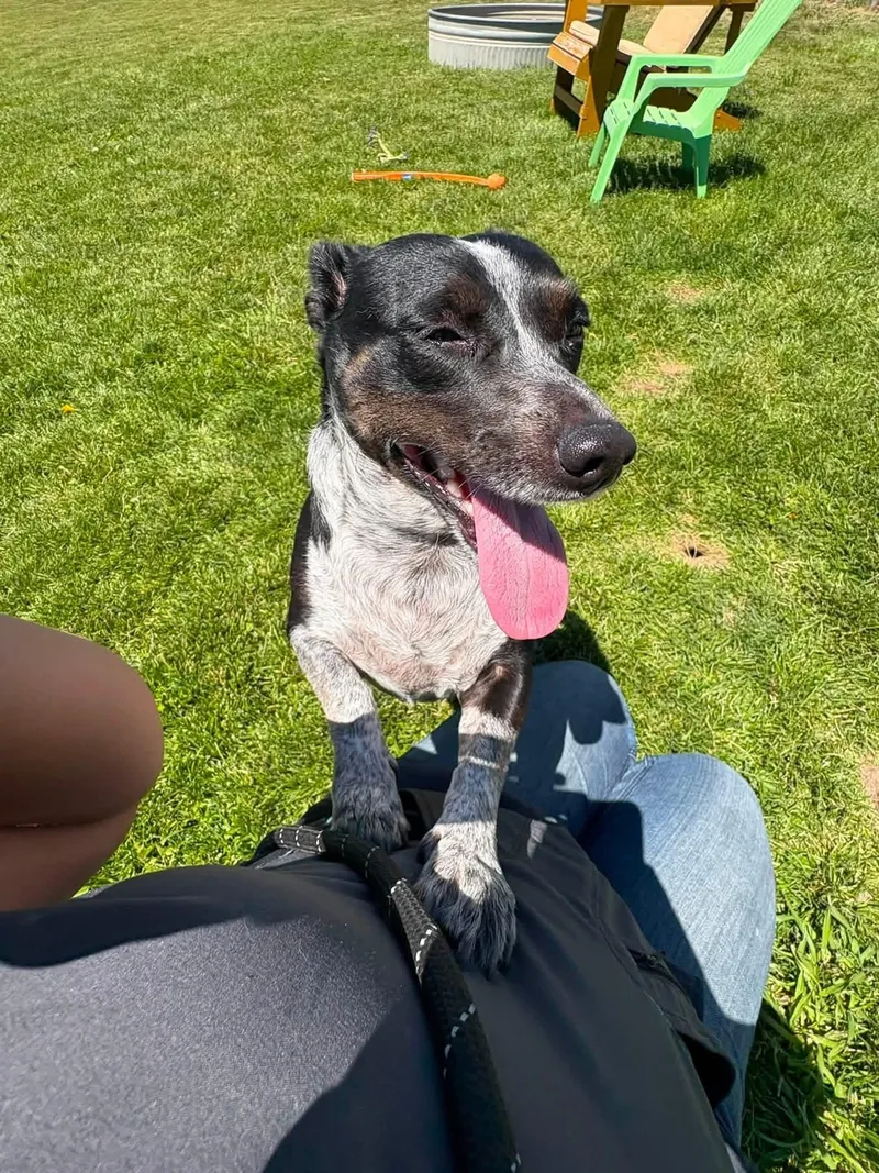 An adult small-sized female Dachshund dog named Annie for adoption in Prineville, OR