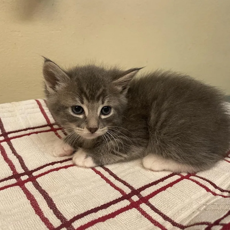 A baby small-sized female Gray / Blue / Silver Domestic Short Hair cat named Daffodil for adoption in Pasadena, CA