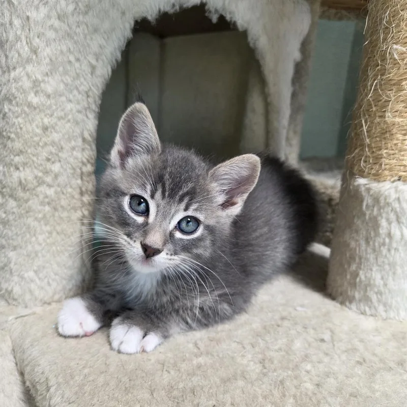 Daffodil thumbnail 2