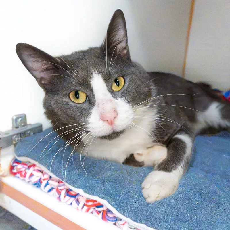 An adult medium-sized male Gray / Blue / Silver American Shorthair cat named Jj for adoption in South Elgin, IL