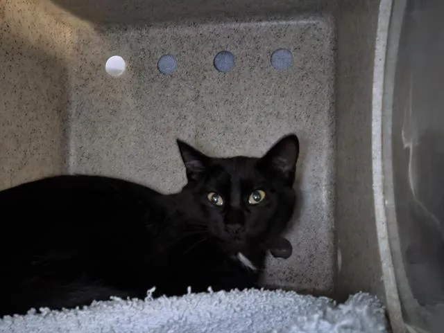 A baby medium-sized female Domestic Short Hair cat named Rosalind for adoption in Kent, WA