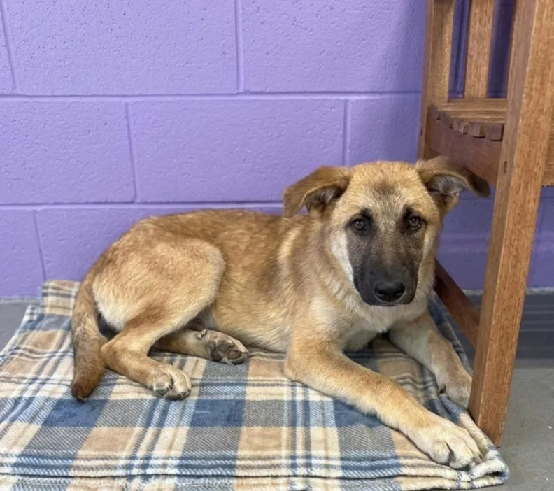 A young medium-sized female Shepherd dog named Freedom for adoption in North Prairie, WI