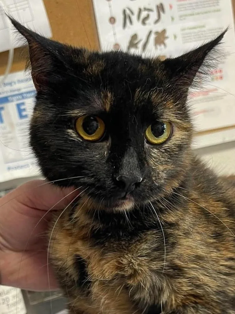 An adult medium-sized female Tortoiseshell Domestic Short Hair cat named Willa for adoption in Bolivar, MO