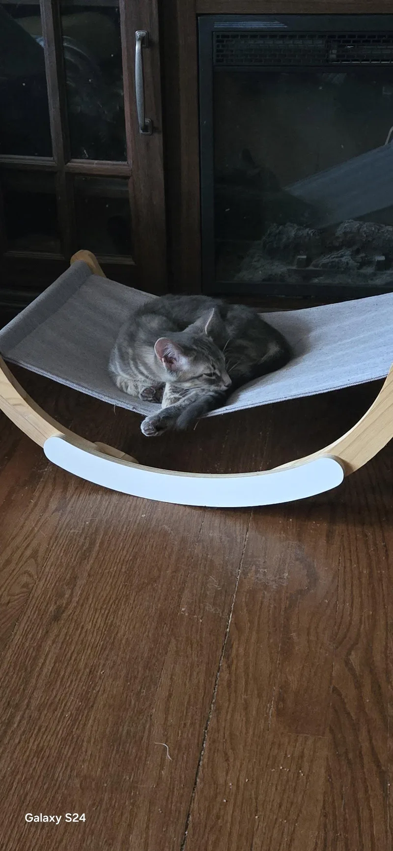 A baby medium-sized female Domestic Short Hair cat named Hennessey for adoption in Walled Lake, MI