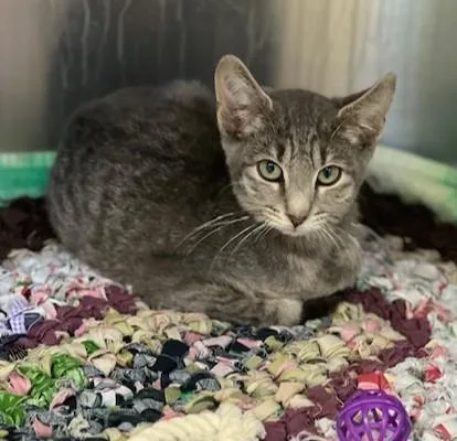 A baby medium-sized female Tabby (Gray / Blue / Silver) Domestic Short Hair cat named 61702117 for adoption in Elko, NV