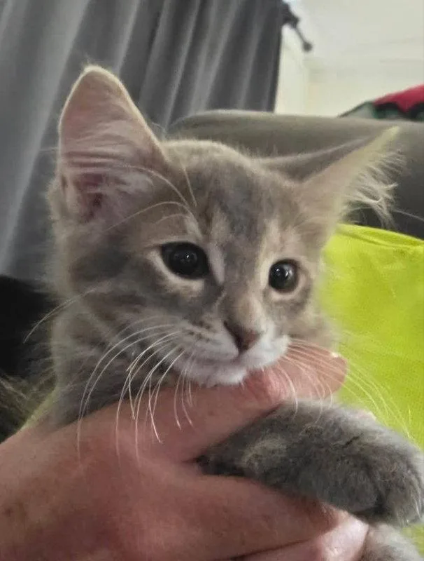 A young medium-sized female Gray / Blue / Silver Tabby cat named Smokey Girl for adoption in Knoxville, TN