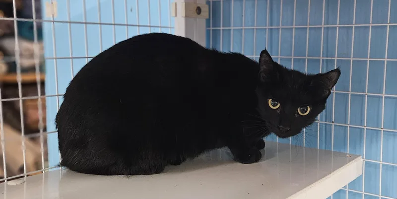 An adult medium-sized female Domestic Short Hair cat named Fools for adoption in Claremont, NH