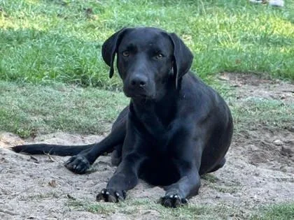 An adult large-sized male Retriever dog named Bax for adoption in Savannah, GA
