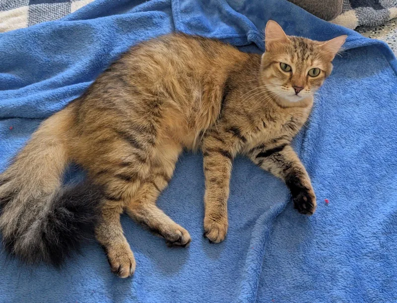 An adult medium-sized female Domestic Medium Hair cat named Mandy for adoption in Pompano Beach, FL