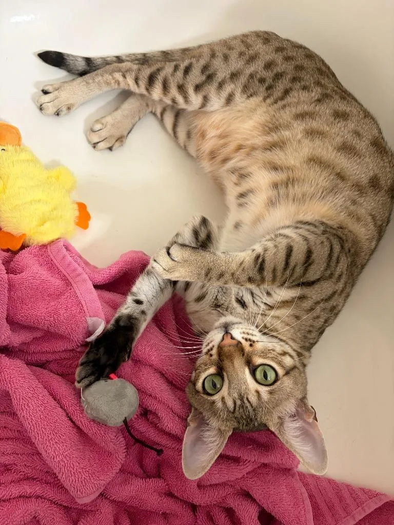 A young large-sized male Ocicat cat named Crouton for adoption in Los Angeles, CA