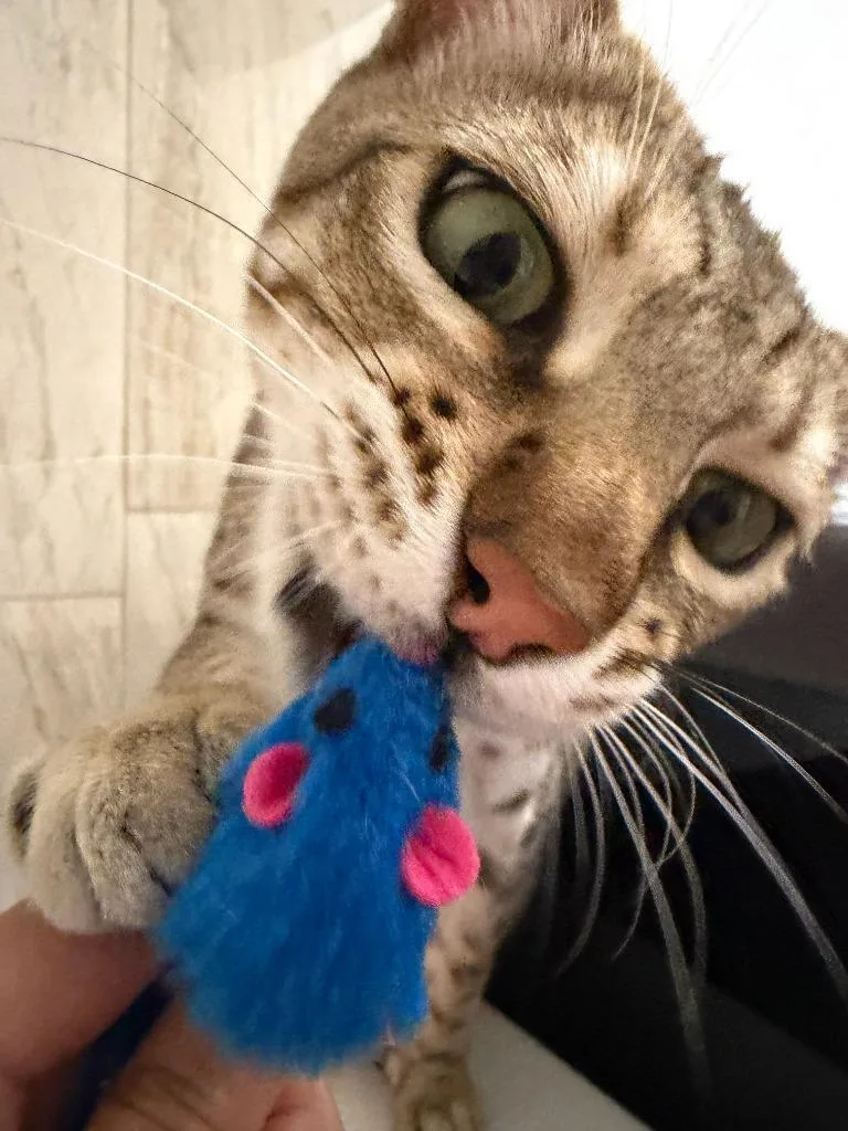 Crouton thumbnail 5