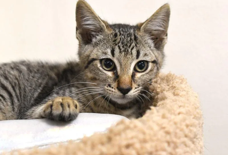 A baby medium-sized male Tabby (Tiger Striped) Domestic Short Hair cat named Yodel for adoption in Monroe, GA