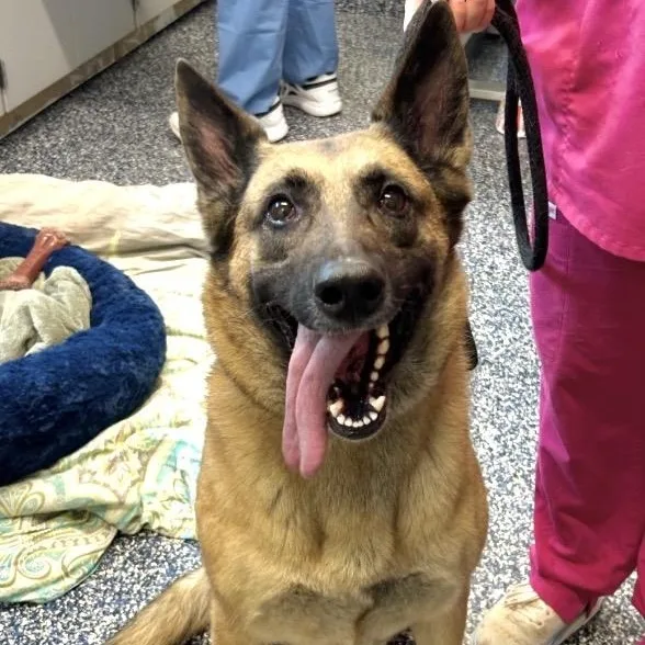 An adult large-sized female Black German Shepherd Dog dog named Remy for adoption in Manahawkin, NJ