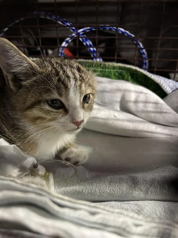 A young small-sized male Domestic Short Hair cat named Halloween for adoption in Austin, TX