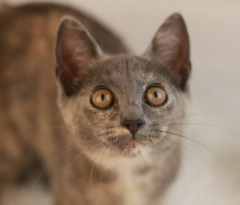 A baby small-sized female Domestic Short Hair cat named Turkey Bacon for adoption in Cookeville, TN