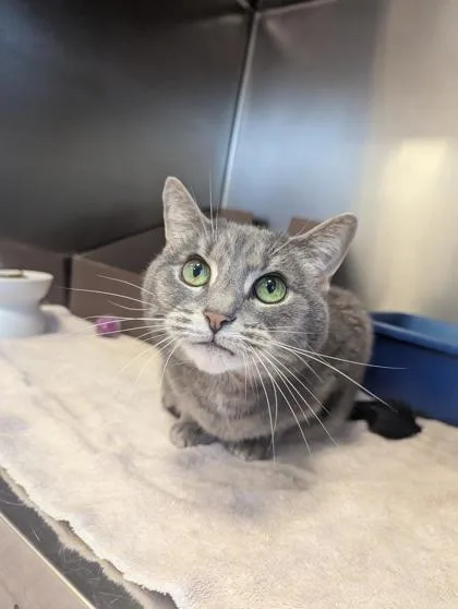 A senior small-sized female Domestic Short Hair cat named Willow for adoption in West Chester, PA