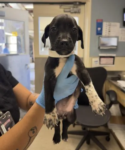 A baby small-sized female Shepherd dog named Betty for adoption in Riverside, CA