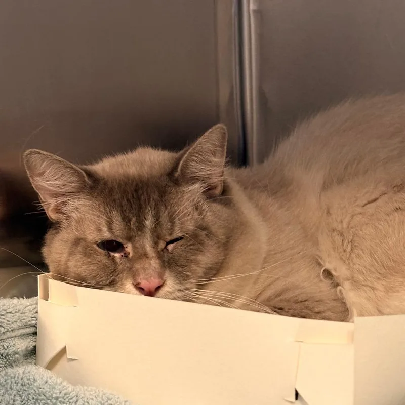 A young medium-sized male White Domestic Medium Hair cat named Archie for adoption in Royse City, TX
