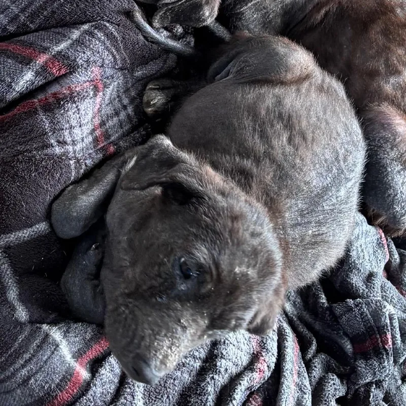 A baby small-sized male Black Mixed Breed dog named Ottis for adoption in Lake Jackson, TX