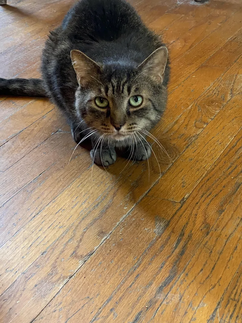 A senior large-sized male Domestic Short Hair cat named Primo for adoption in New Kensington, PA