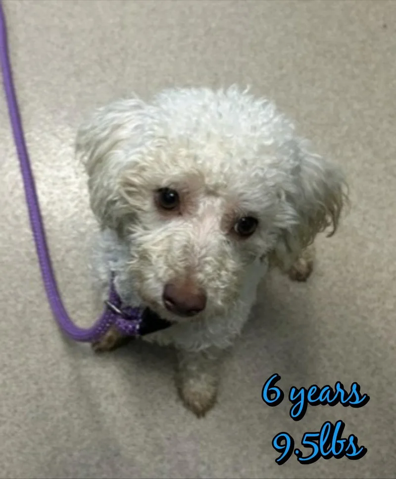An adult small-sized male Mixed Breed dog named Benny for adoption in Holbrook, NY