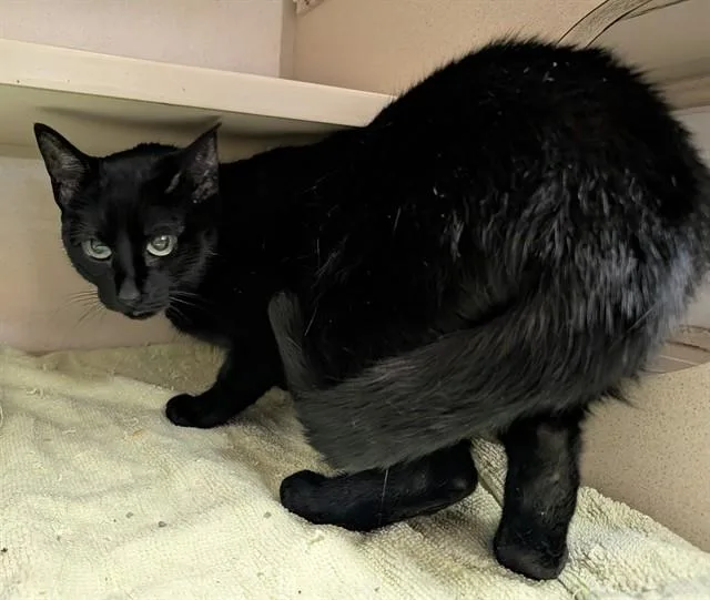 An adult small-sized female Domestic Short Hair cat named Jessica for adoption in Denver, CO