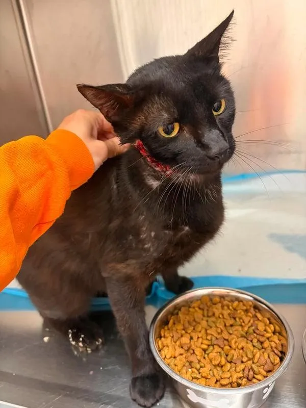 An adult small-sized male Domestic Short Hair cat named Nico for adoption in Morristown, TN