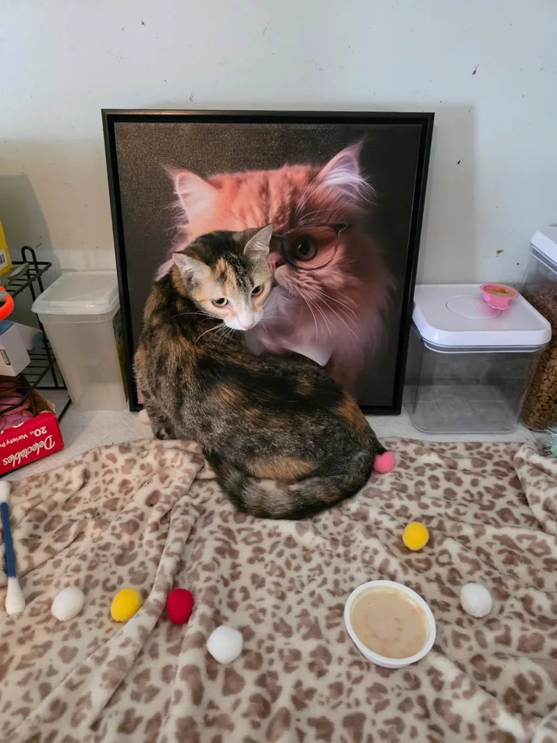 A young medium-sized female Calico cat named Possum for adoption in Shrewsbury, MA