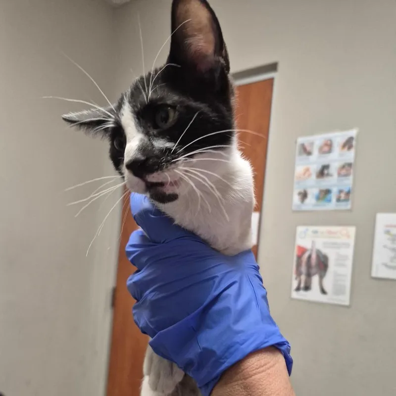 A baby small-sized male Cream / Ivory Domestic Short Hair cat named Detroit for adoption in Yuma, AZ