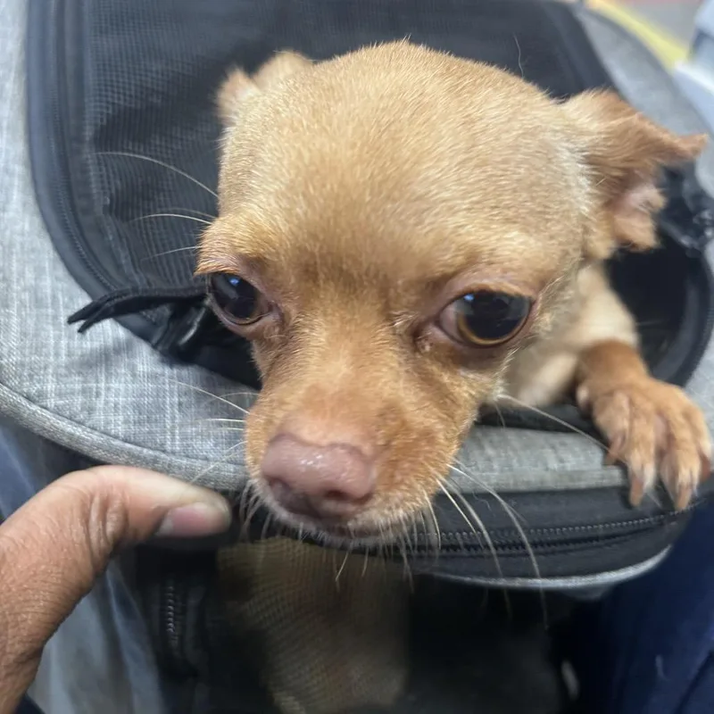 An adult small-sized female Yellow / Tan / Blond / Fawn Chihuahua dog named Little for adoption in Philadelphia, PA