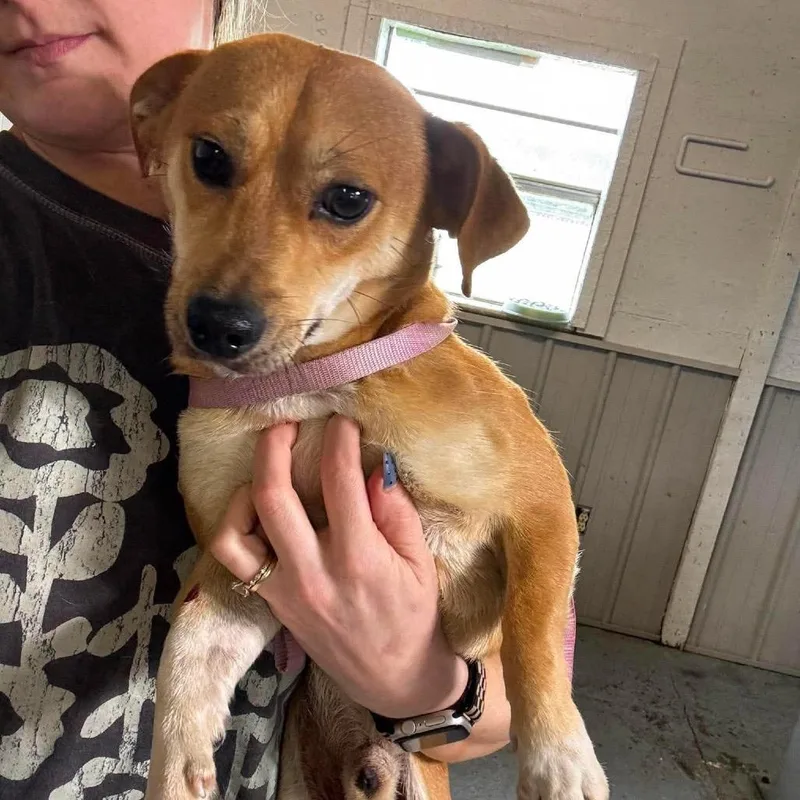 An adult small-sized male Golden Chihuahua dog named Mason for adoption in Rockville, MD