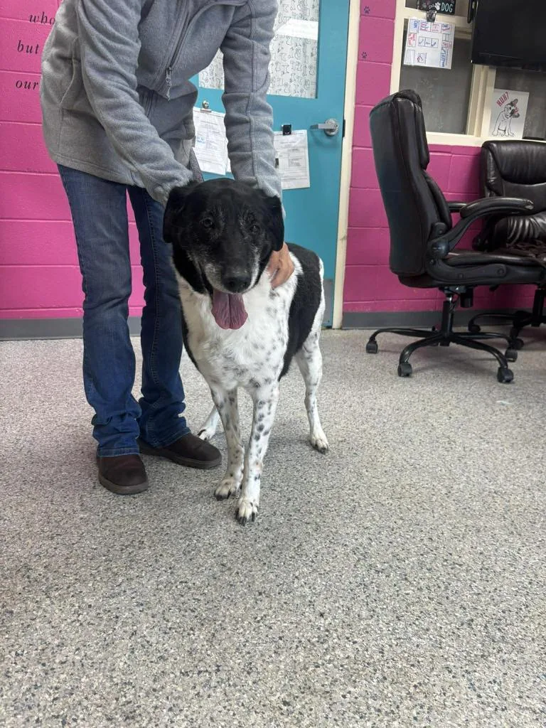 A senior medium-sized female Border Collie dog named Remy for adoption in Livingston, LA