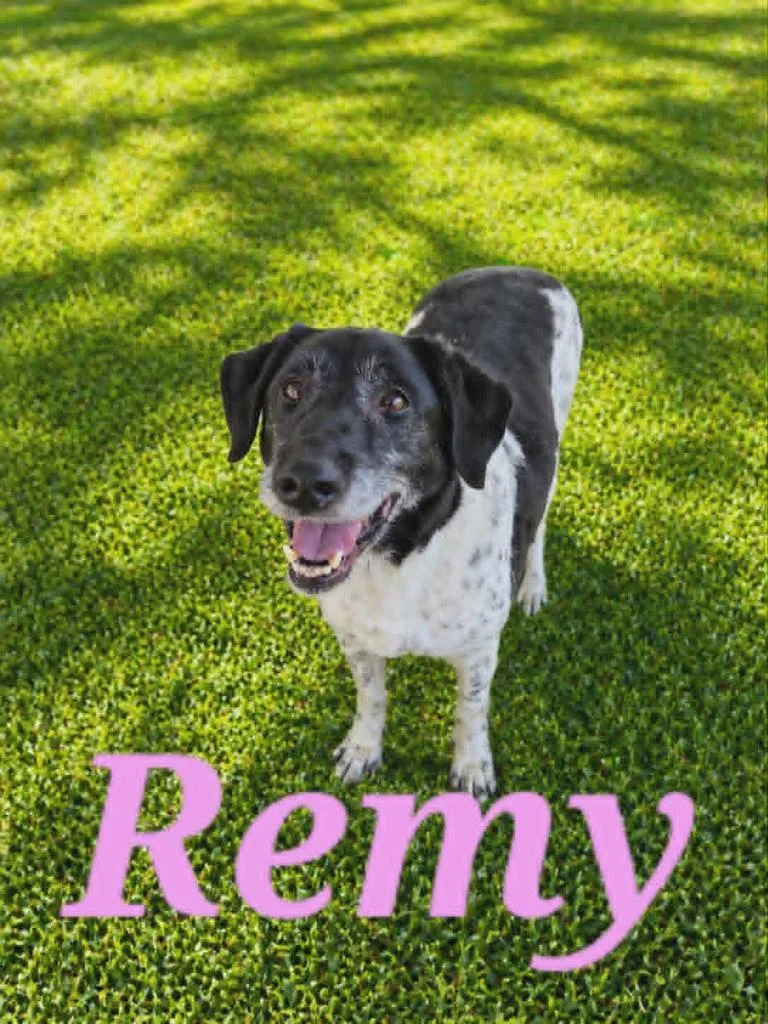 Remy thumbnail 2