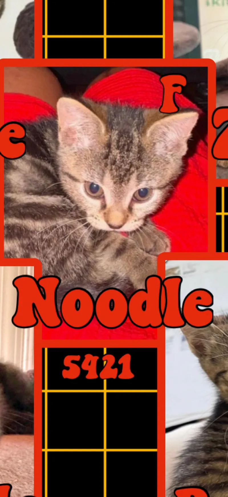 A young medium-sized female Tabby (Brown / Chocolate) American Shorthair cat named Noodle for adoption in Marvin, NC