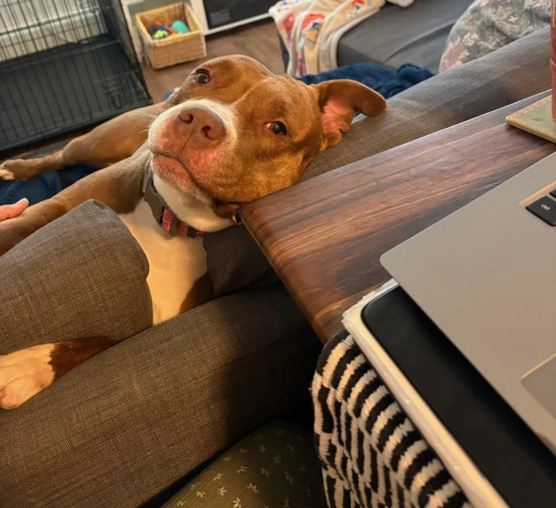 An adult large-sized female Red / Chestnut / Orange Mixed Breed dog named Hazel for adoption in Vassalboro, ME