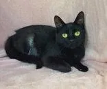 An adult small-sized female Black Domestic Short Hair cat named 7002 (Remi) for adoption in Lake City, MI