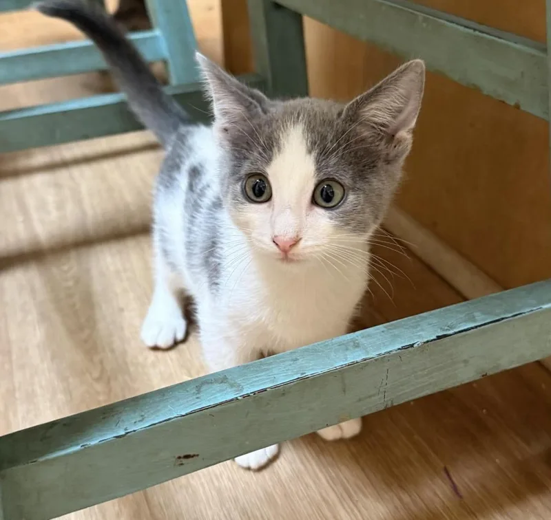 A baby medium-sized male Gray / Blue / Silver Domestic Short Hair cat named Pua Disney for adoption in Chandler, AZ