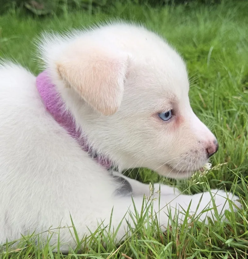 A baby medium-sized male White / Cream American Eskimo Dog dog named Sherbet for adoption in Saint Paul, MN