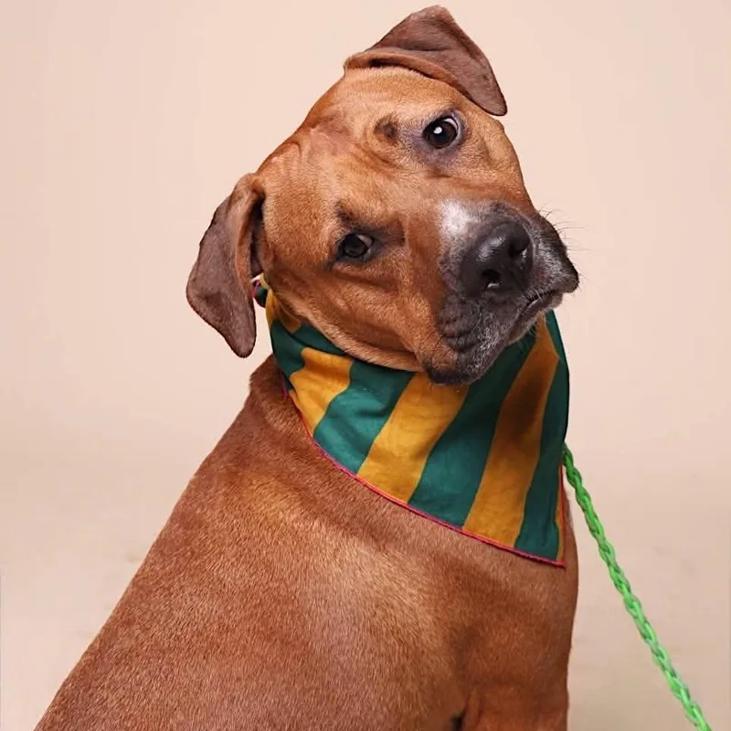 An adult large-sized male Terrier dog named Tomlin for adoption in Austin, TX