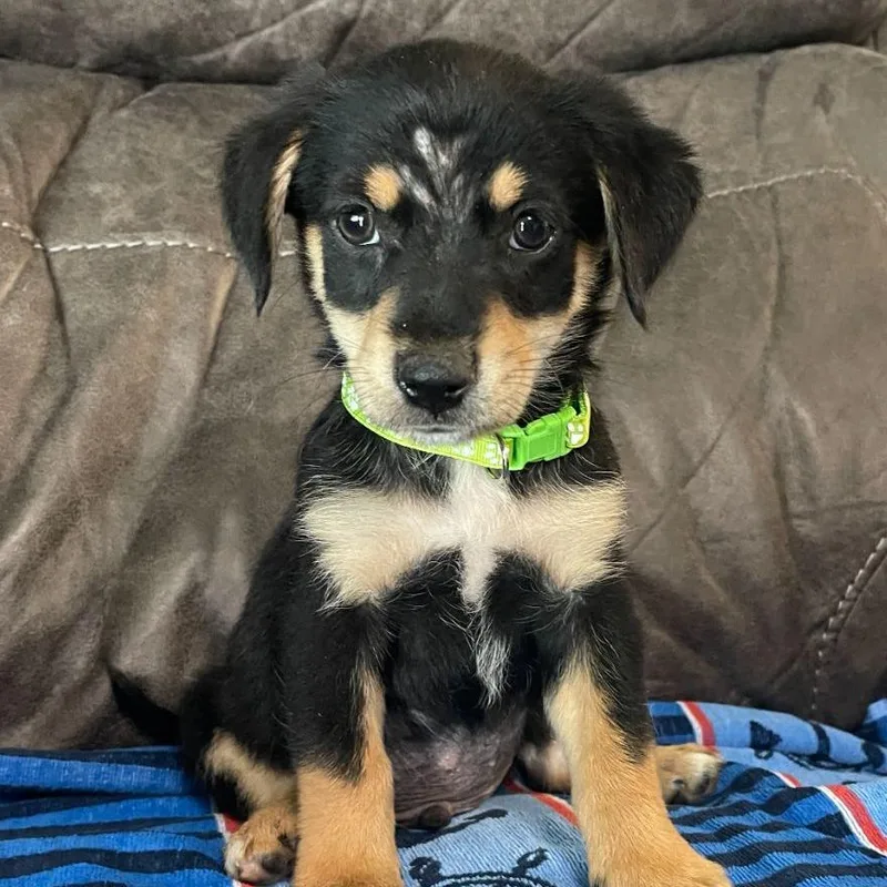 A baby small-sized male Black Mixed Breed dog named Ranger for adoption in Allentown, PA