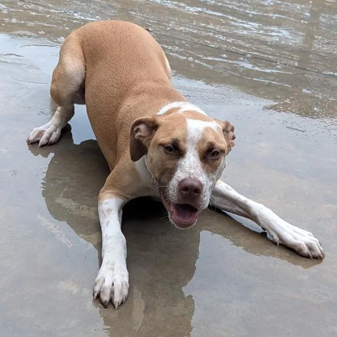 A young medium-sized male Brown / Chocolate Mixed Breed dog named Garnet for adoption in Freeport, FL